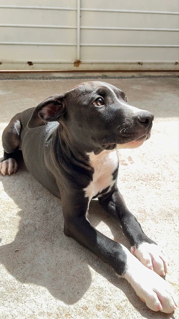 Filhotes de Pitbull  - Foto 4