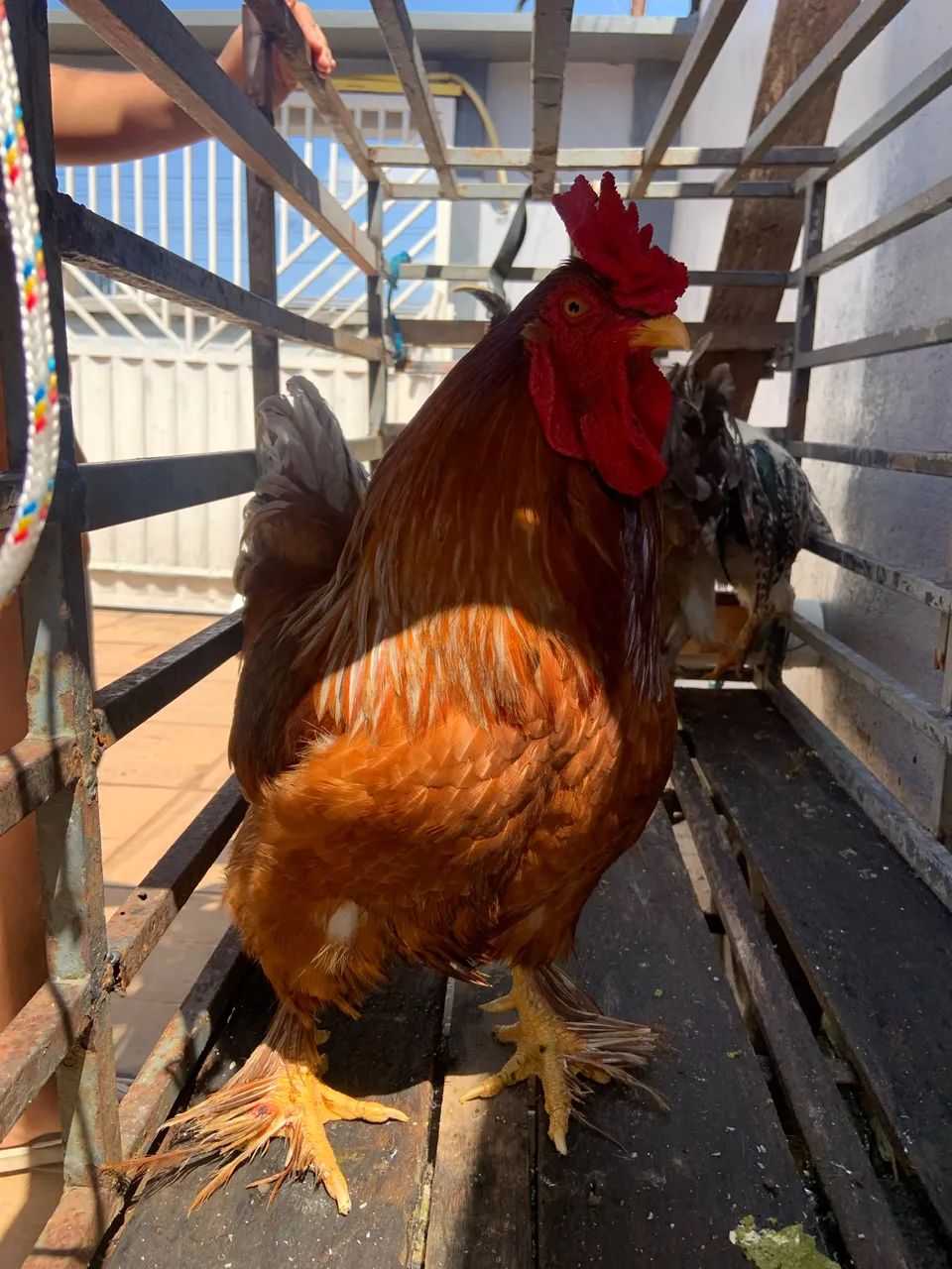 Galo Brahma - Foto 5