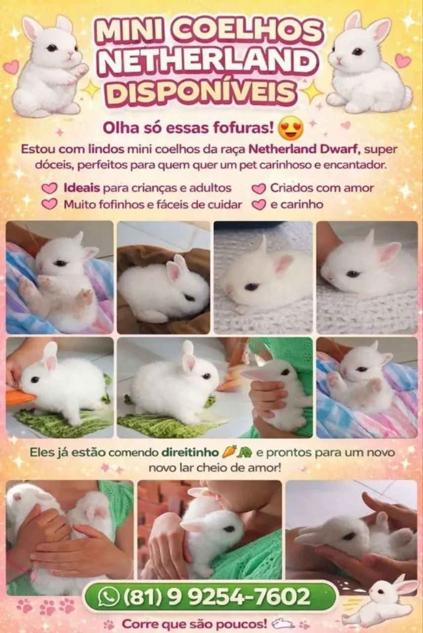 Coelhos Netherlands 