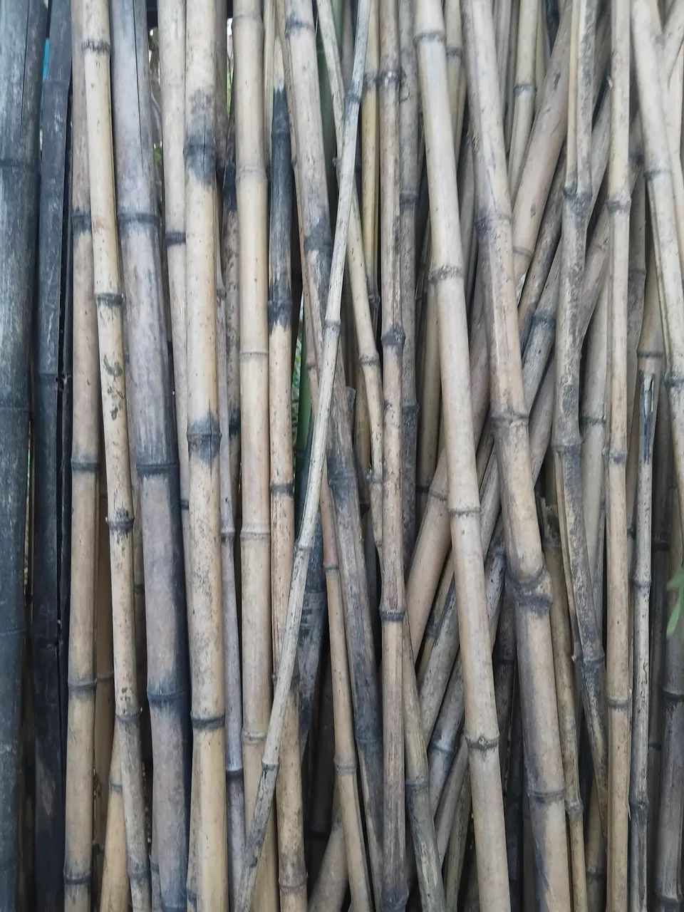 Varas de bambu cana da india - Foto 3