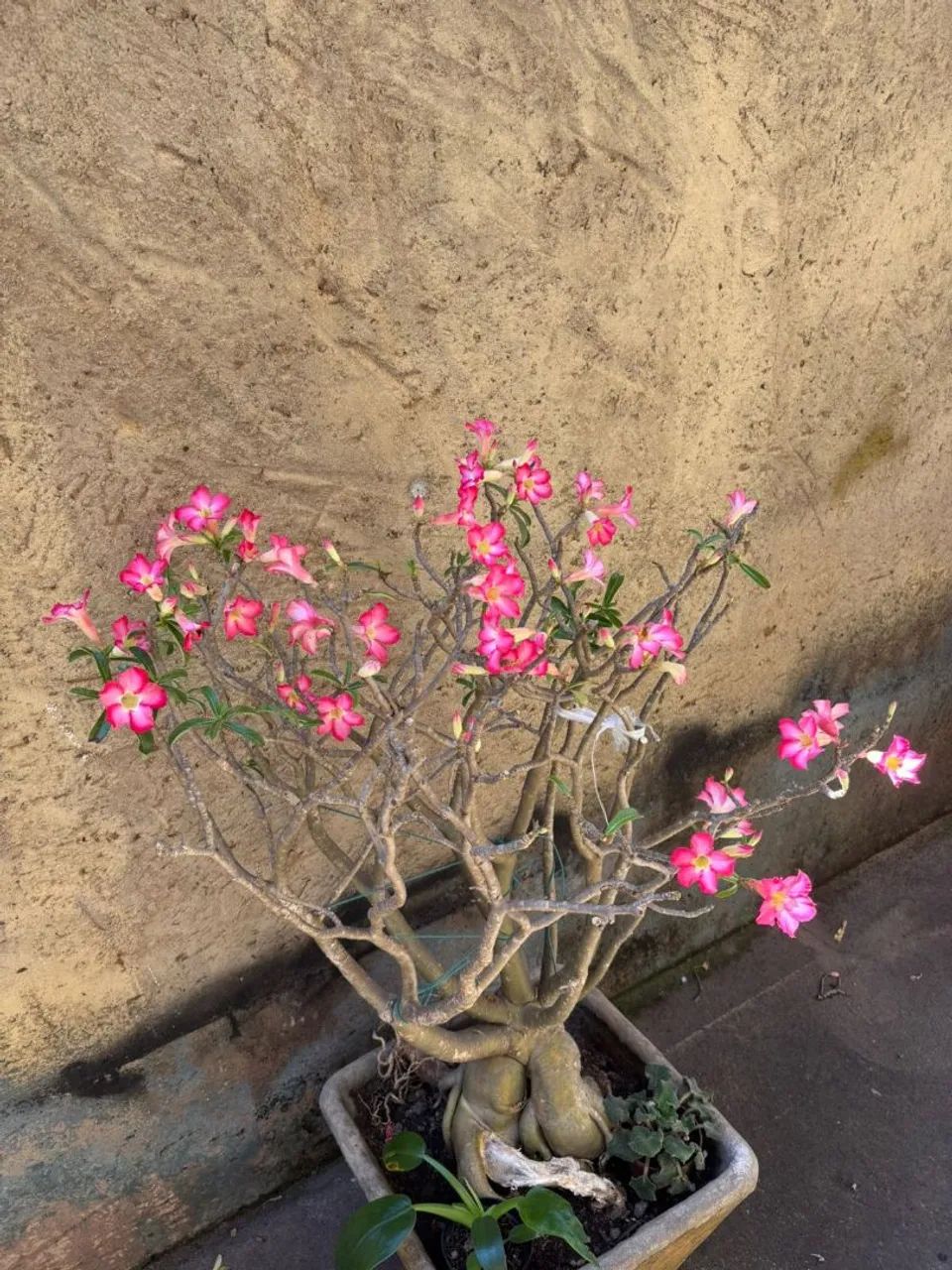 Rosa do deserto gigante  - Foto 2