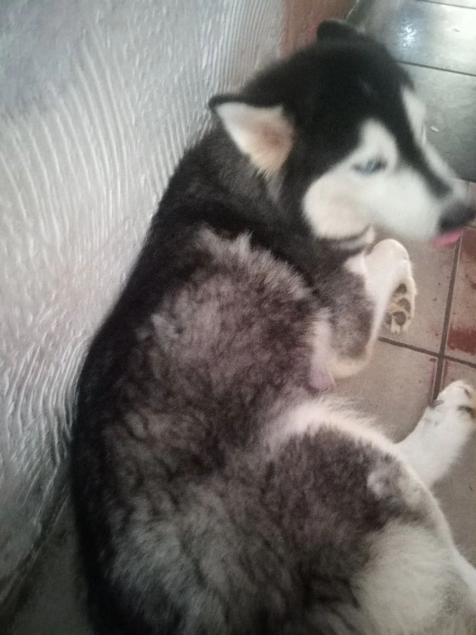 Filhotes de ranck siberiano wolly - Foto 2