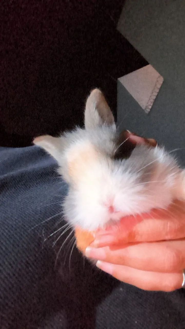 Coelhos - Foto 2