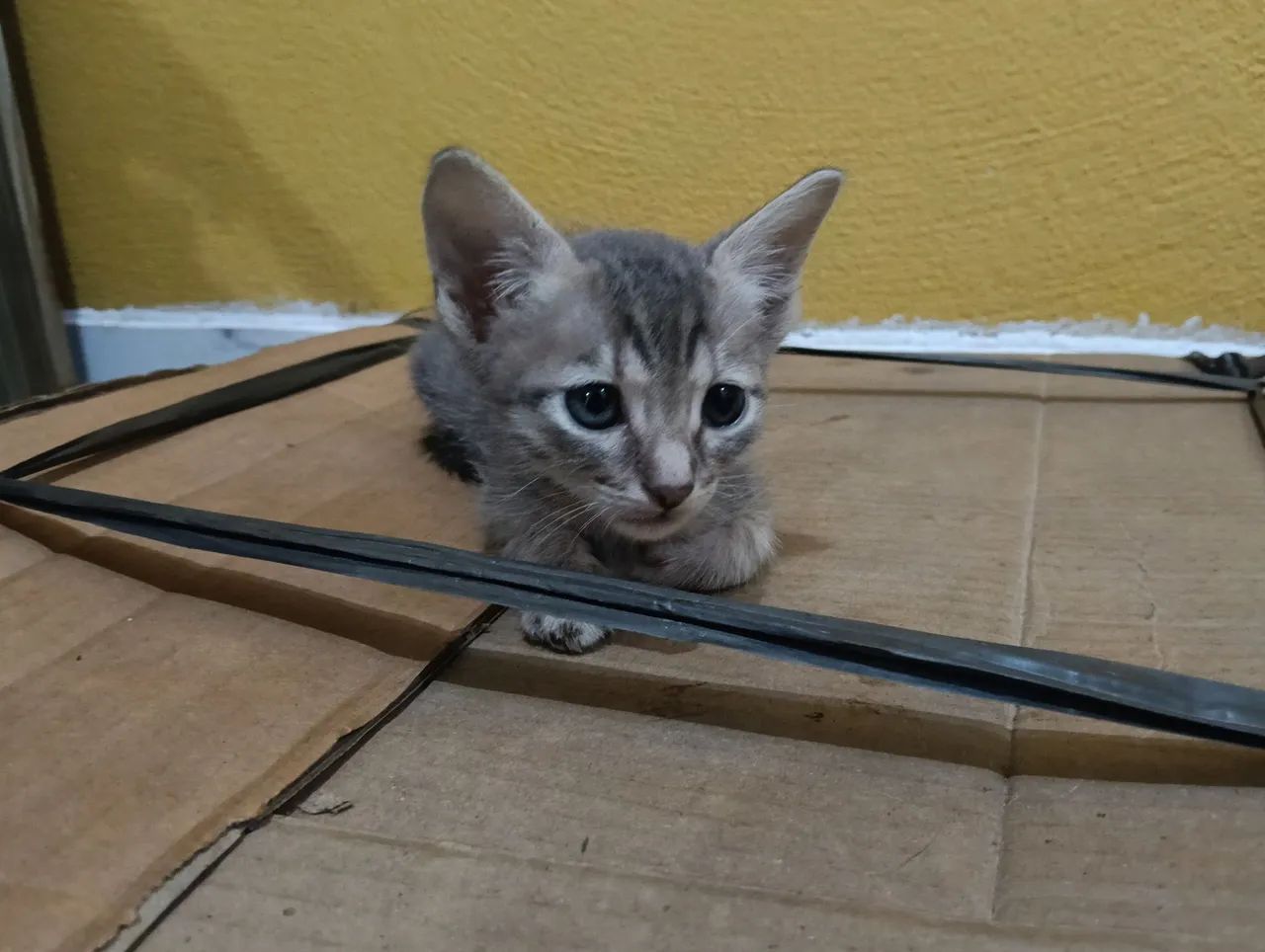 Doação de Gato