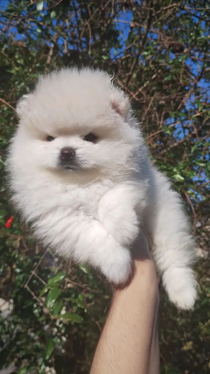 Spitz alemão  - Foto 3