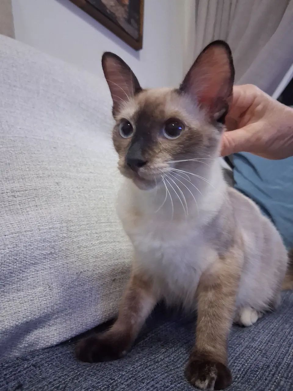 Gata castrada para adoção responsável  - Foto 2