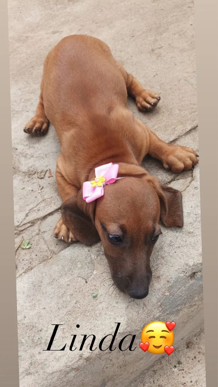 Disponível  - Foto 4