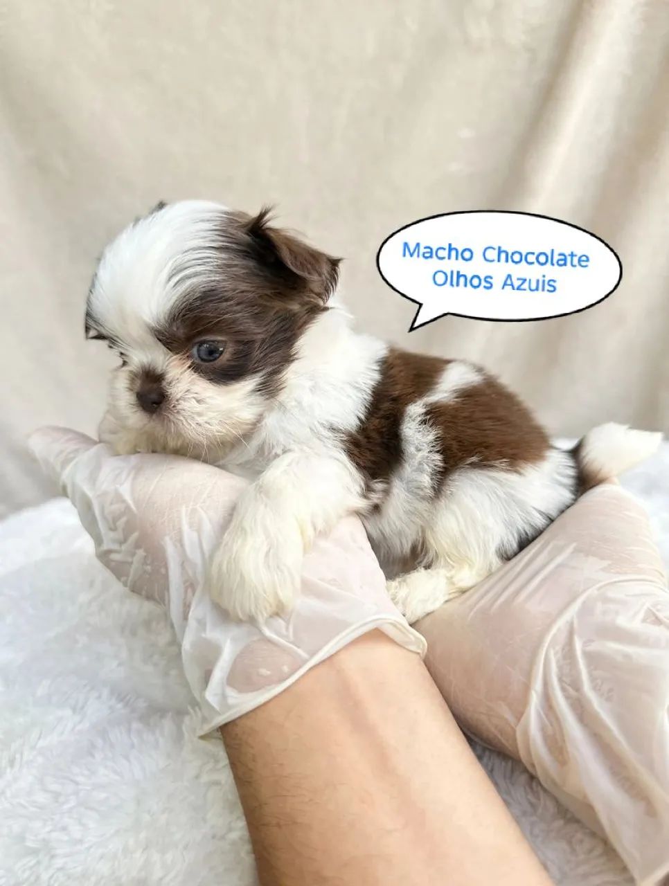 Shih-tzu Macho cor (Fígado, chocolate e Tricolor) - Foto 2