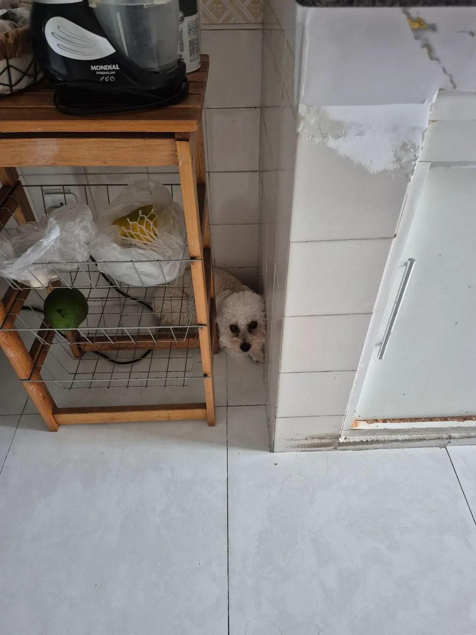 Doação de Poodle - Foto 4