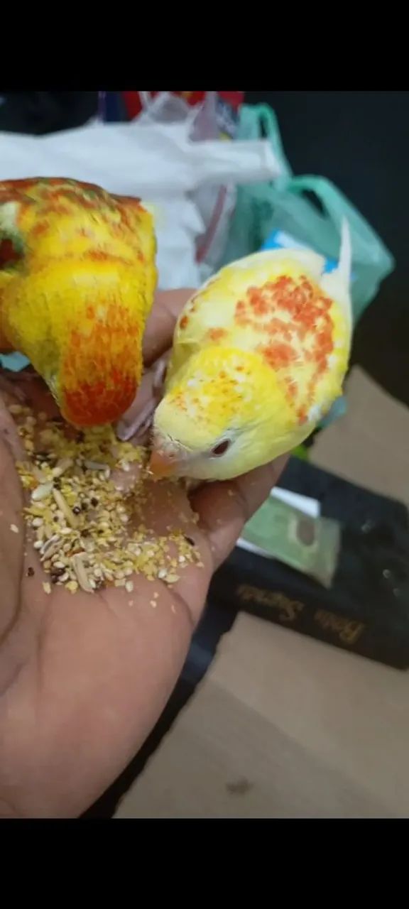 Red hamper filhotes dois meses mansos - Foto 6