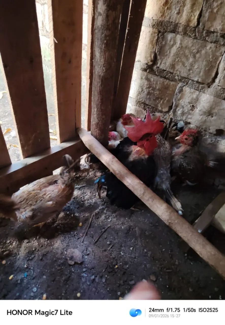 8 frangos 280Rs - Foto 2