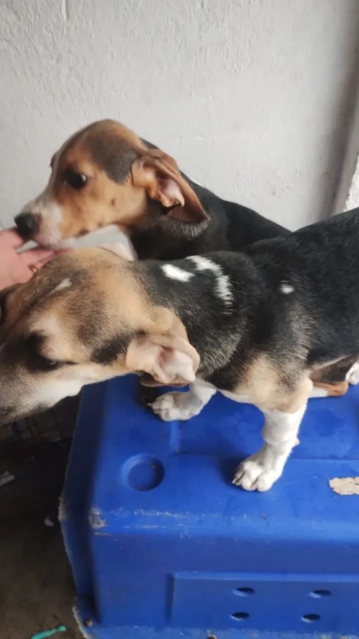 Beagle macho com salsicha cruza acidental - Foto 5
