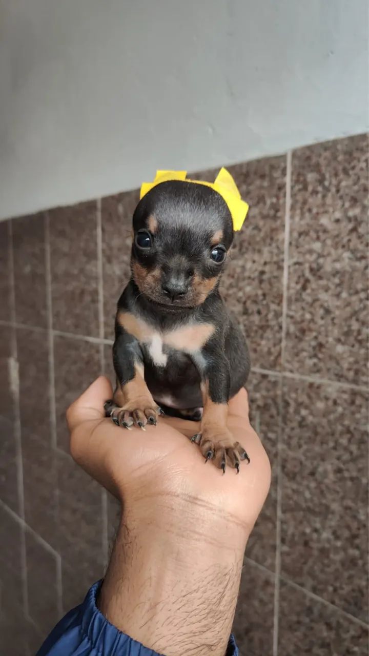 Pinscher vermifugado e vacinado 