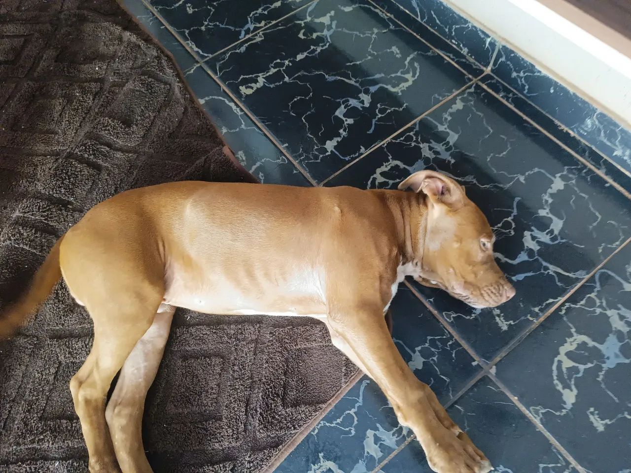 FILHOTE DE PITBULL COM PITMONSTER  - Foto 3