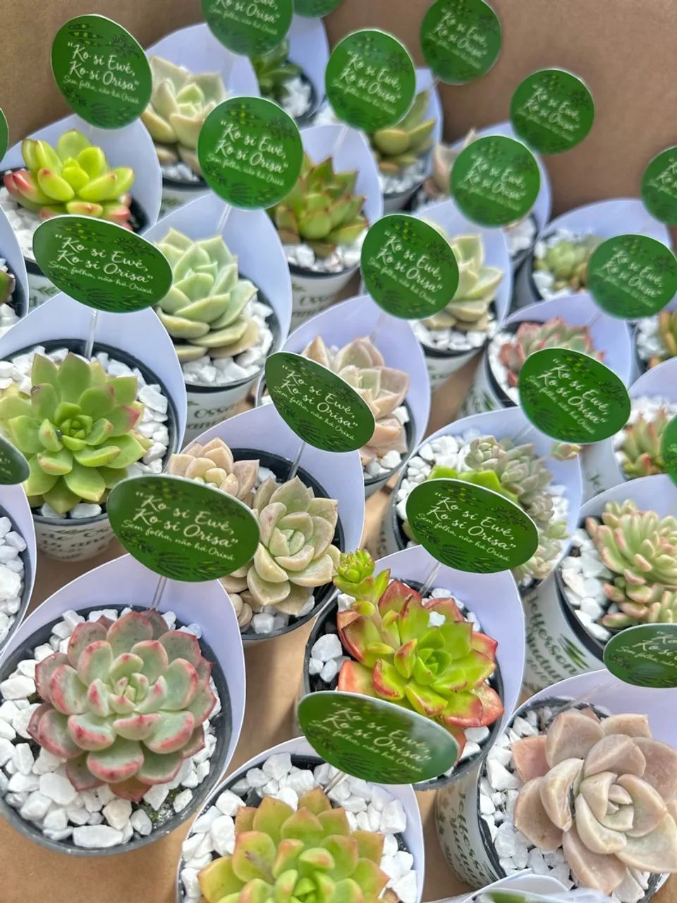 Suculenta personalizada  - Foto 2