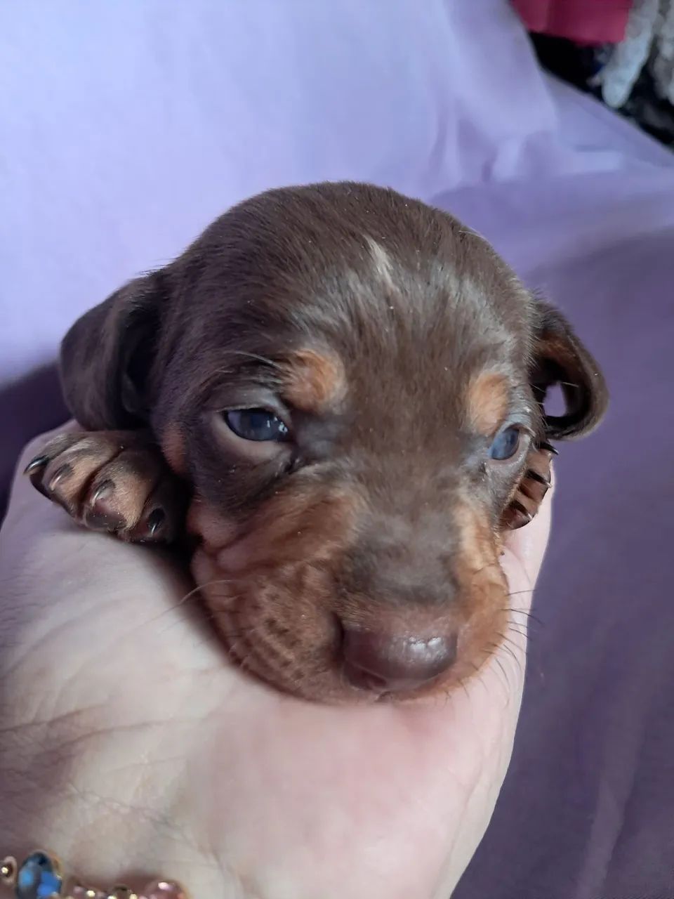 Dachshund 