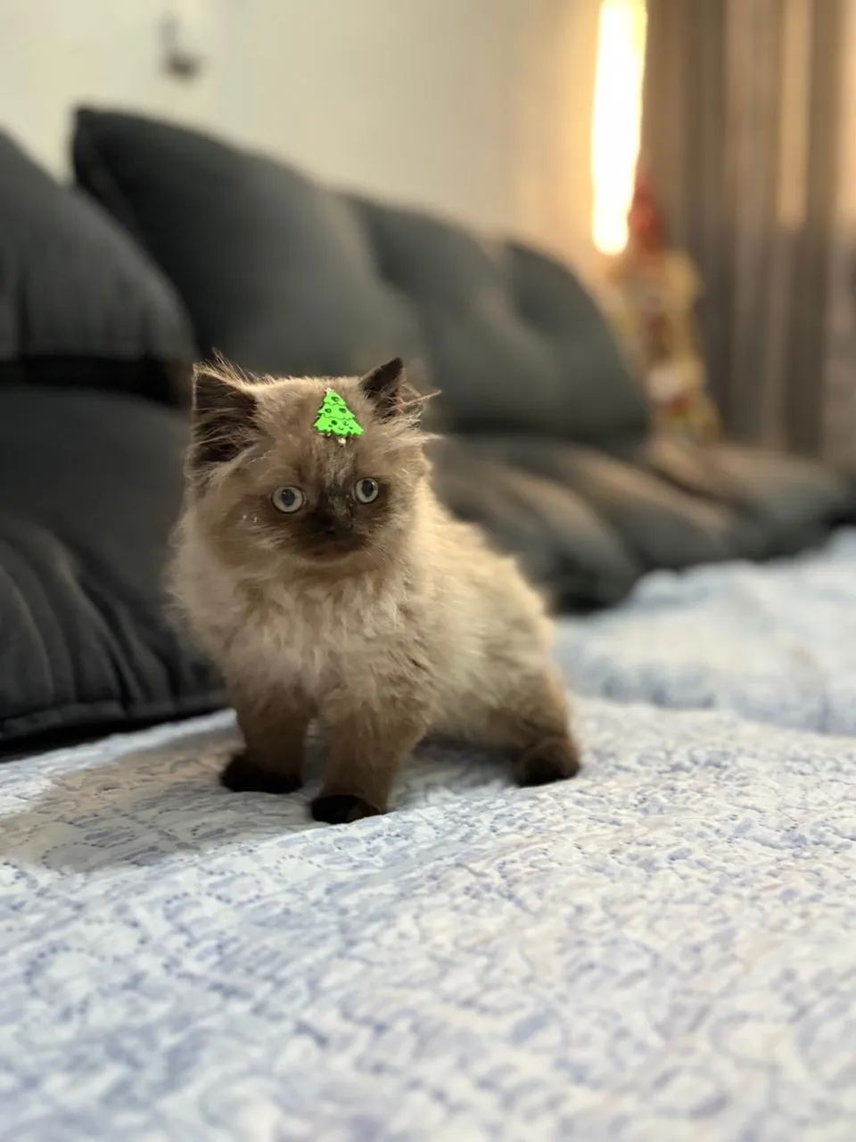 Filhote persa  - Foto 2