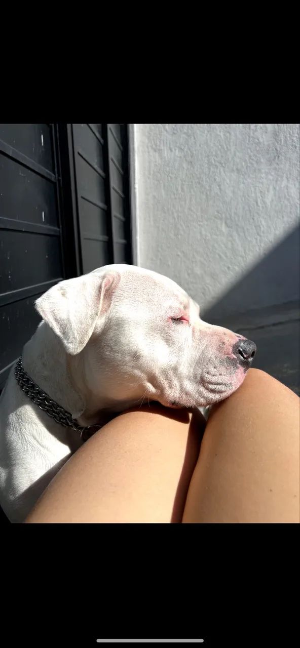 American Bully - Doação 