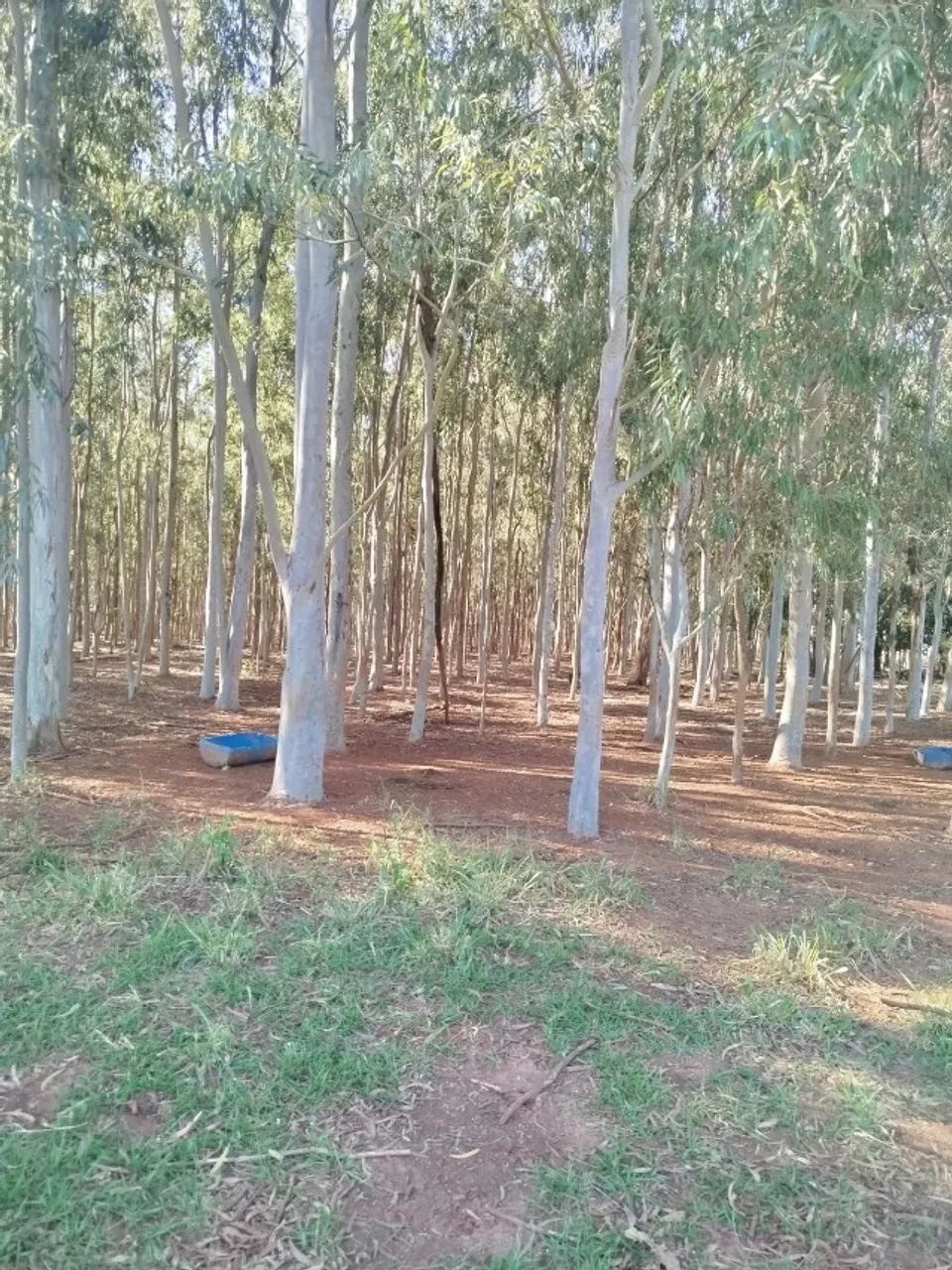 Floresta eucalipto Bataguassu-MS  - Foto 5
