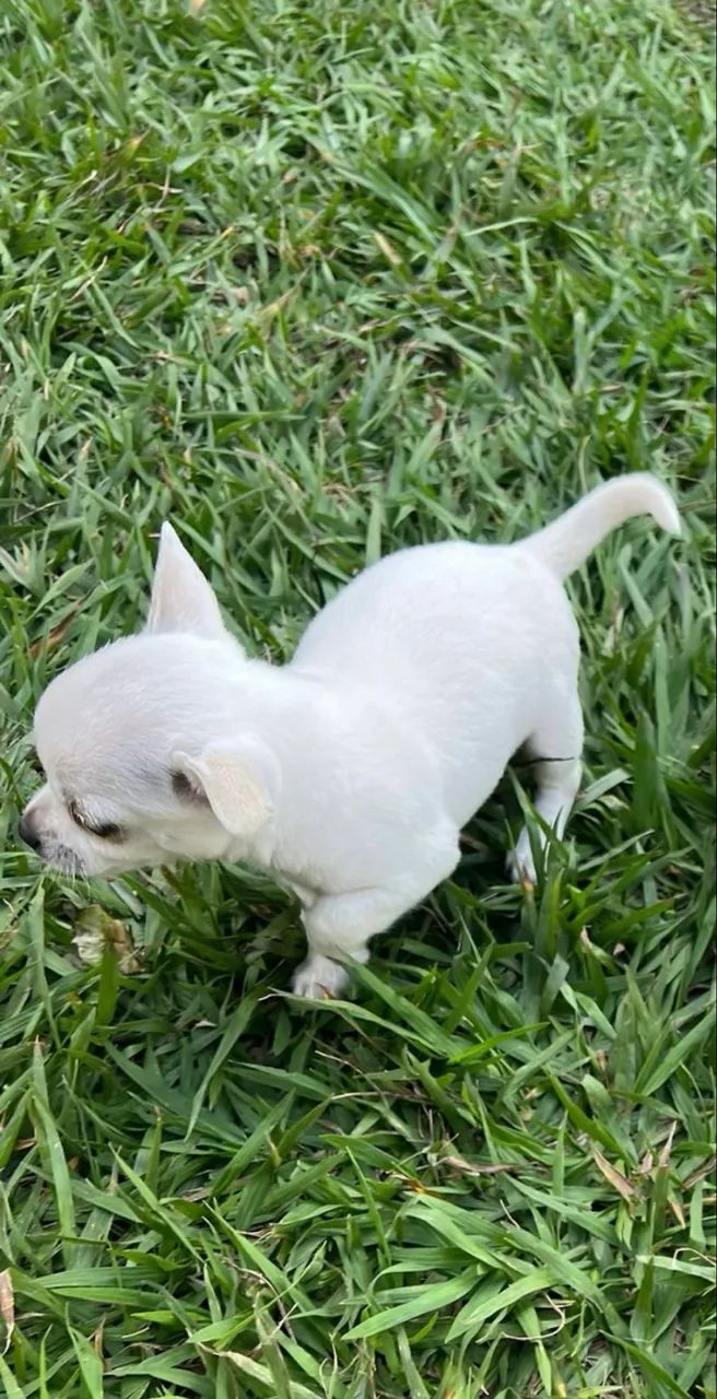 Chihuahua Macho  - Foto 5
