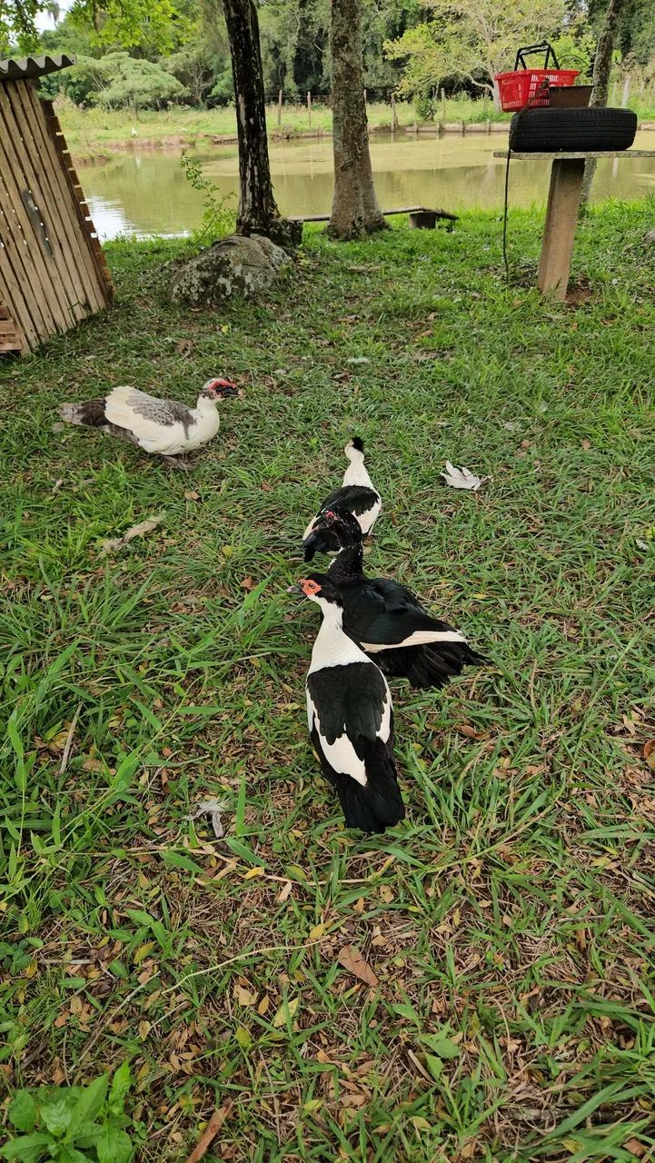 Pato  - Foto 3