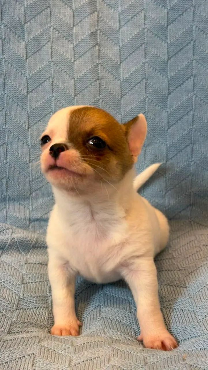 Chihuahua macho Pêlo curto. Um garoto super esperto! - Foto 2