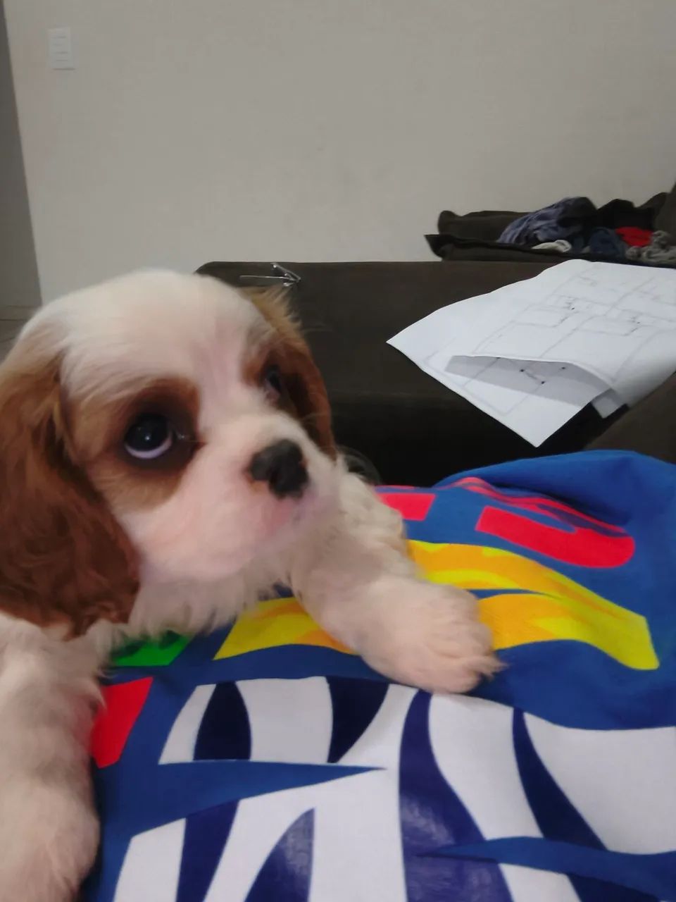 Cavalier disponível  - Foto 2