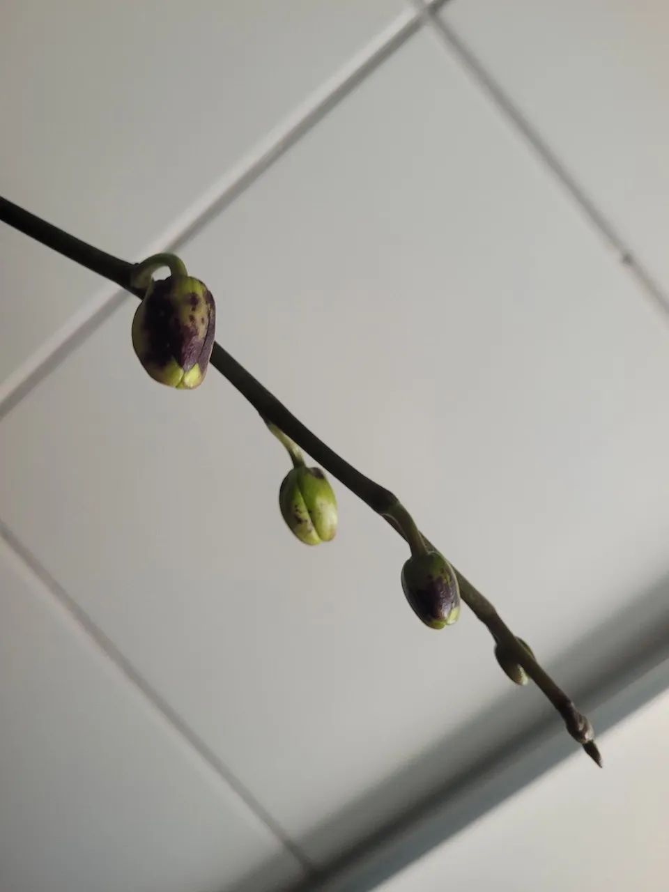 Orquídea  - Foto 2