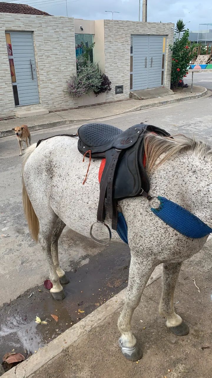 Uma égua de passada vai completa com sela e tudo