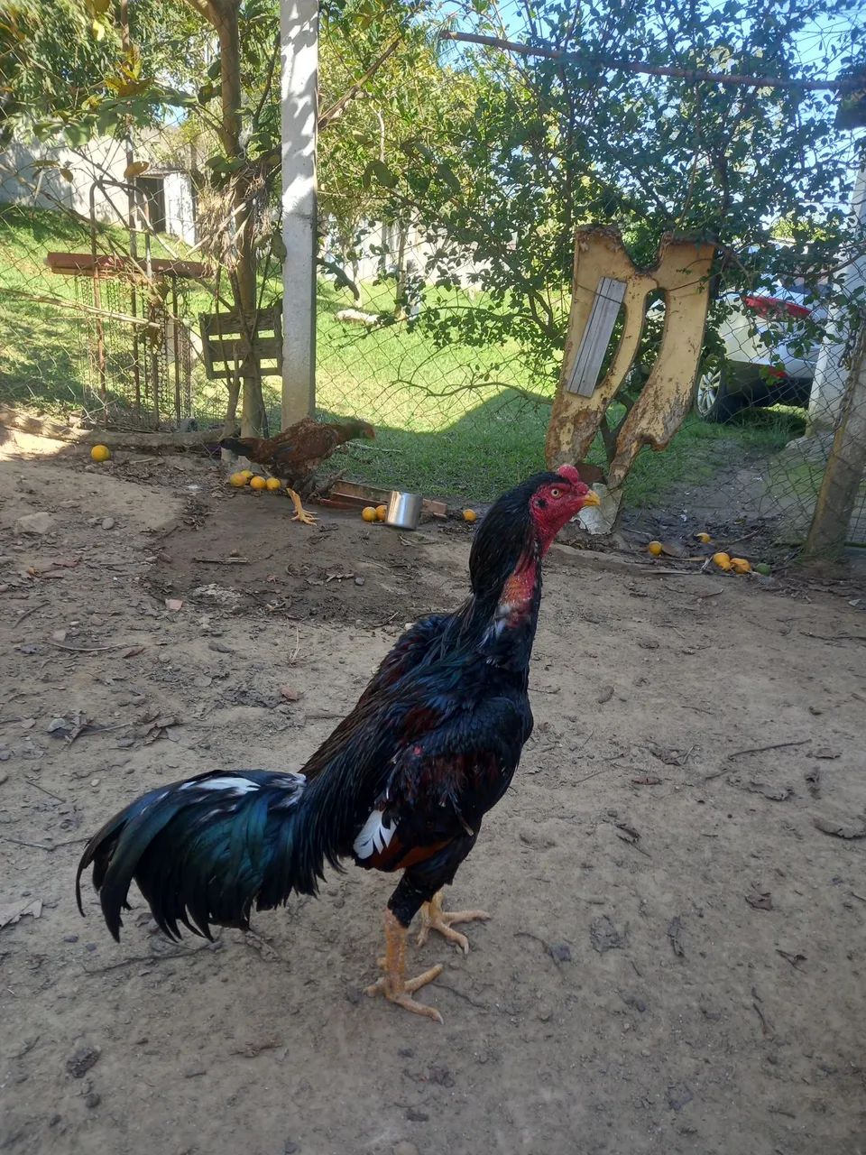 Galo indio - Foto 3