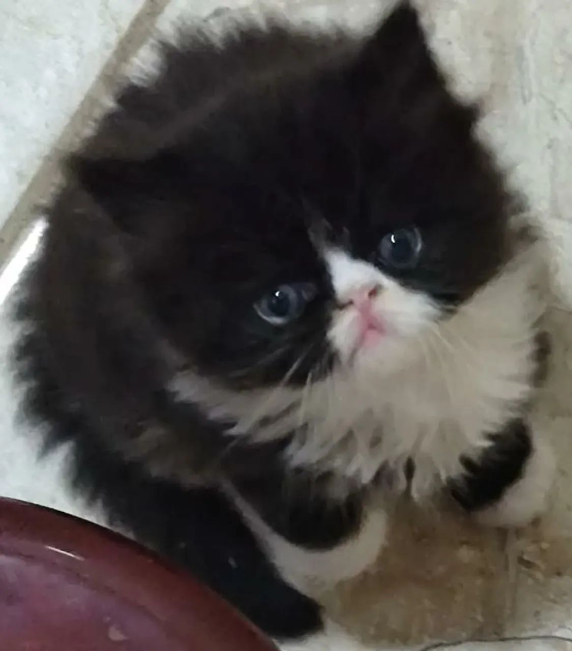 Lindinhos 45 dias - Foto 2