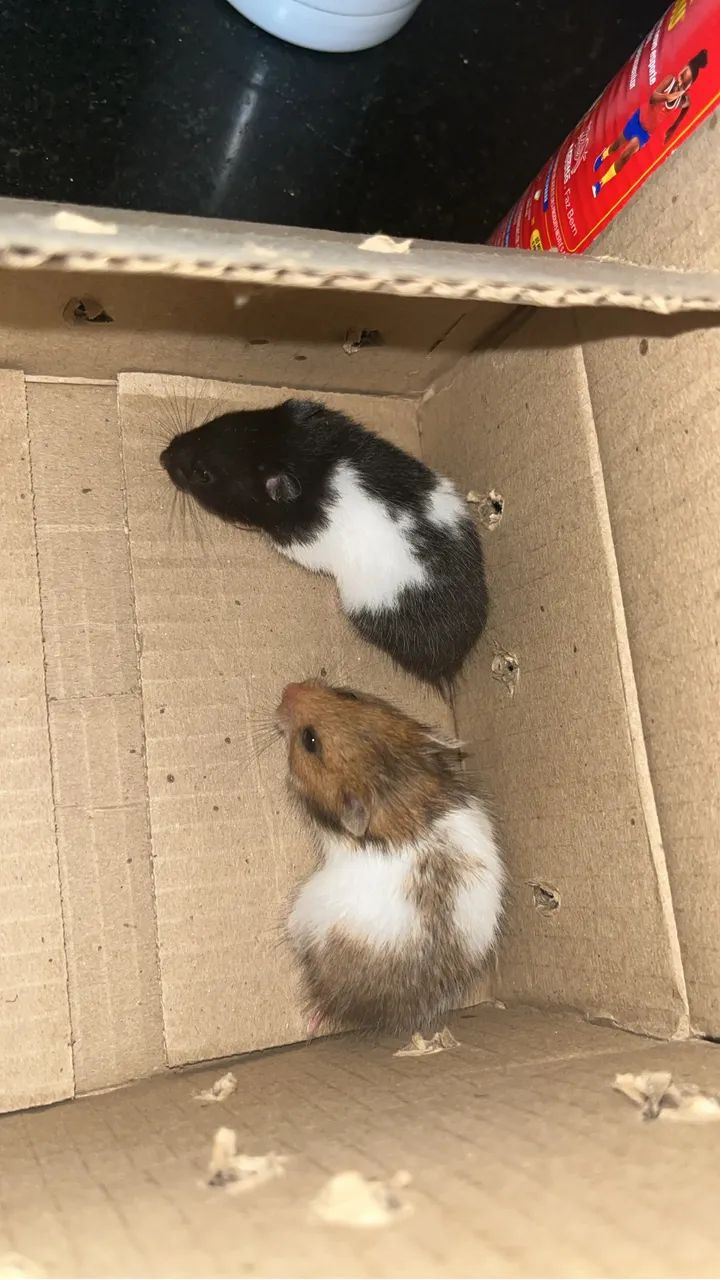 Hamster Anão Russo65675282211714121