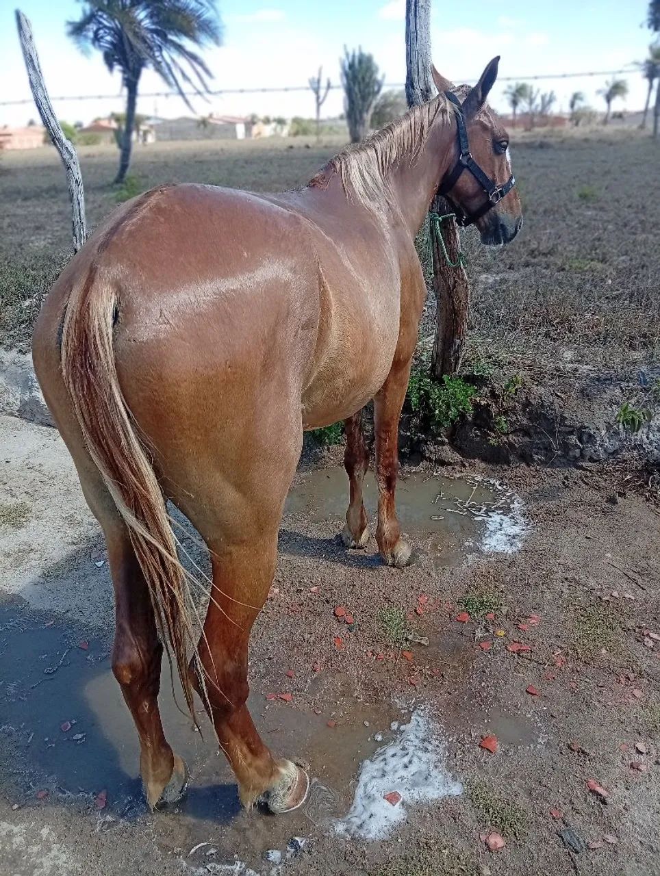 Troca e vender  - Foto 4