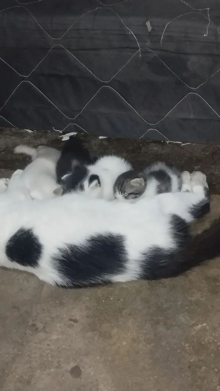 Doando gatos eae tbm - Foto 3