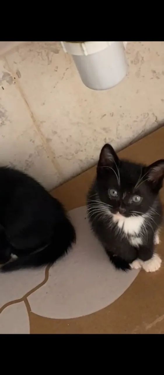 GATINHOS PARA ADOÇÃO RESPONSÁVEL - Foto 5