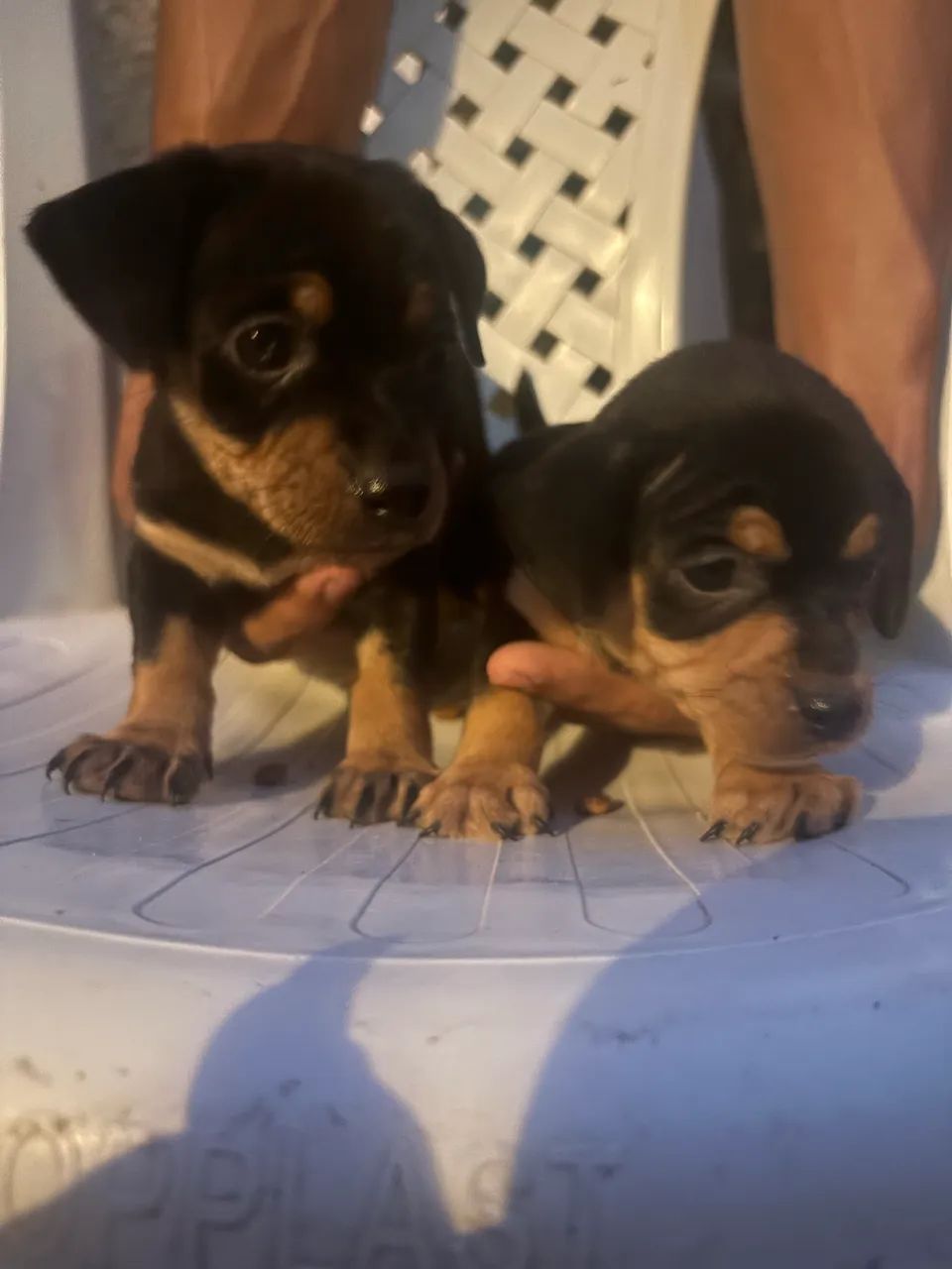 Cachorro Pinscher - Foto 4
