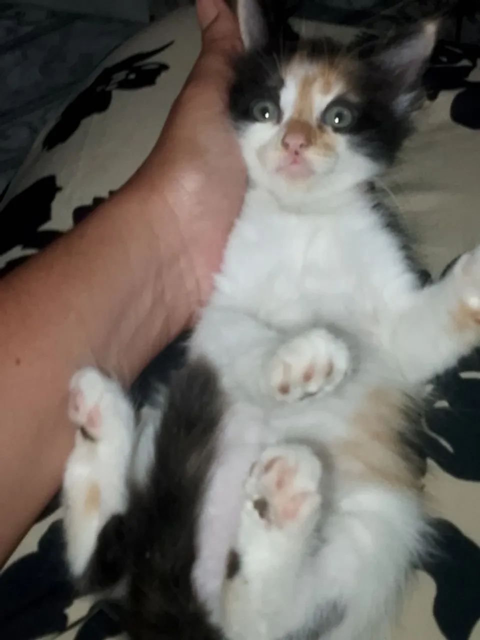 Doação de gatinha  - Foto 3