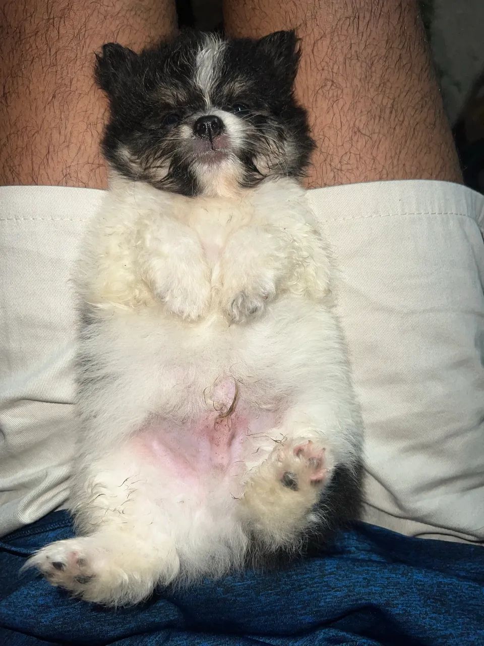 Spitz alemão  - Foto 2