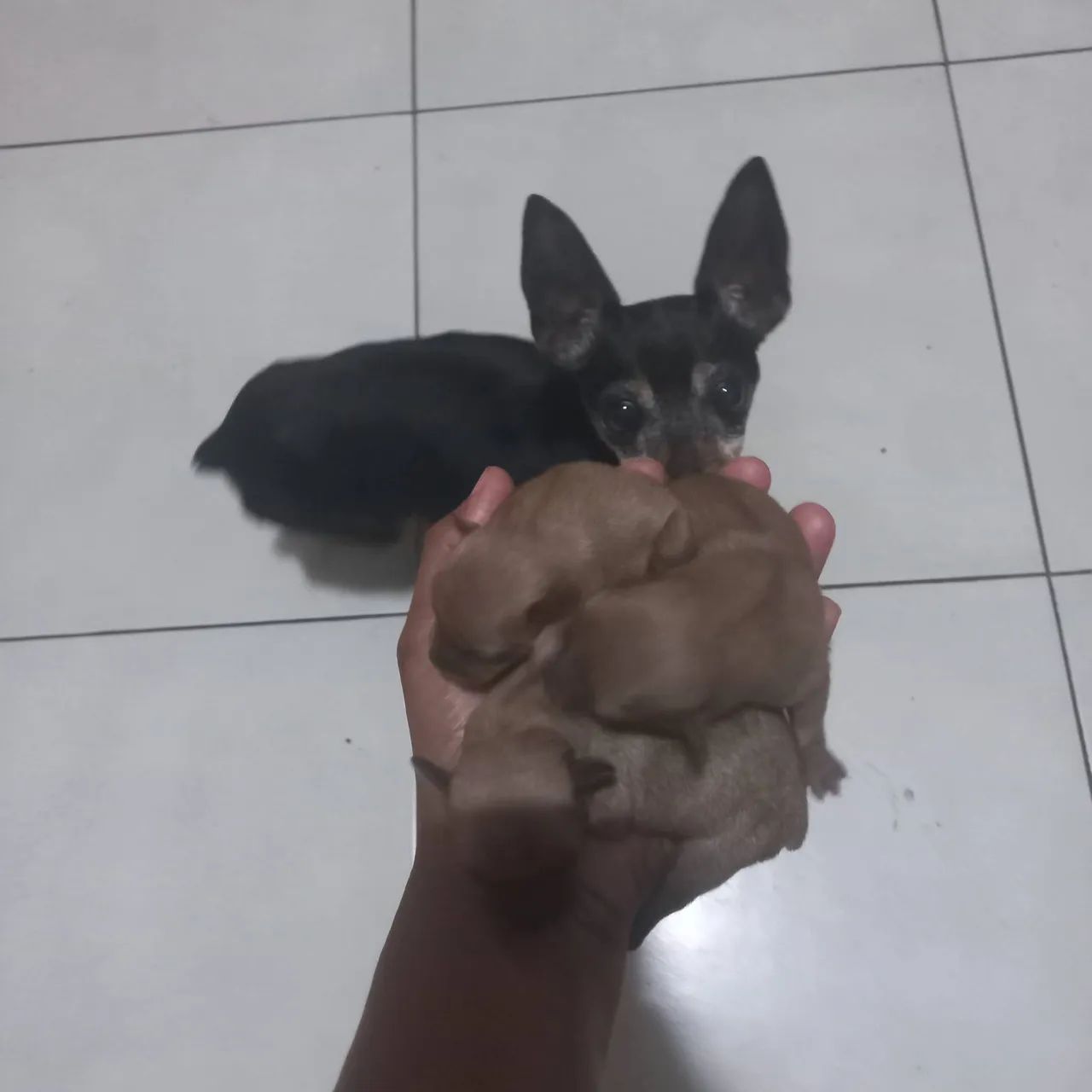 Filhotes de pinscher 