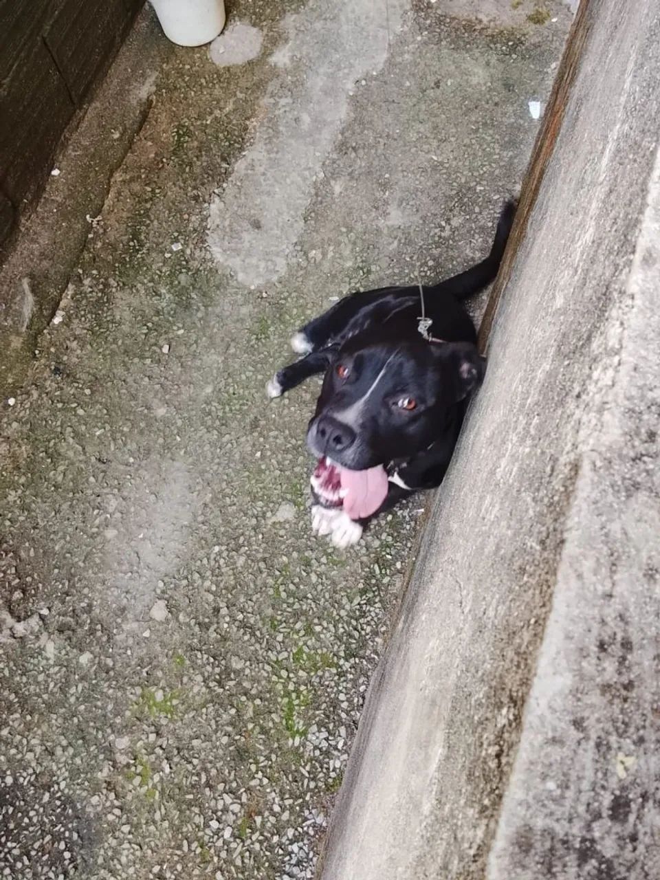 Doação cachorro  - Foto 4