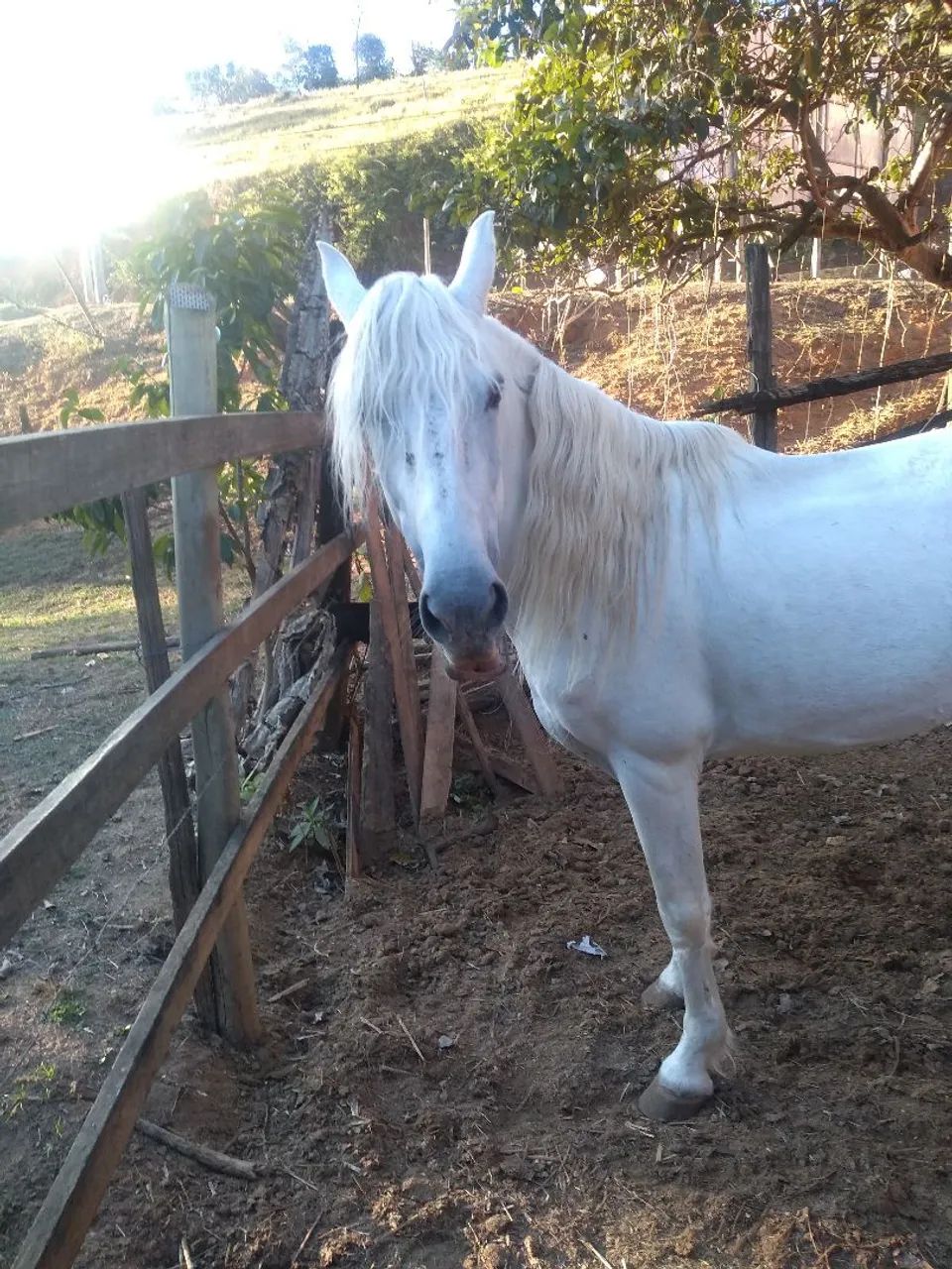 Cavalo marcha batida  - Foto 2