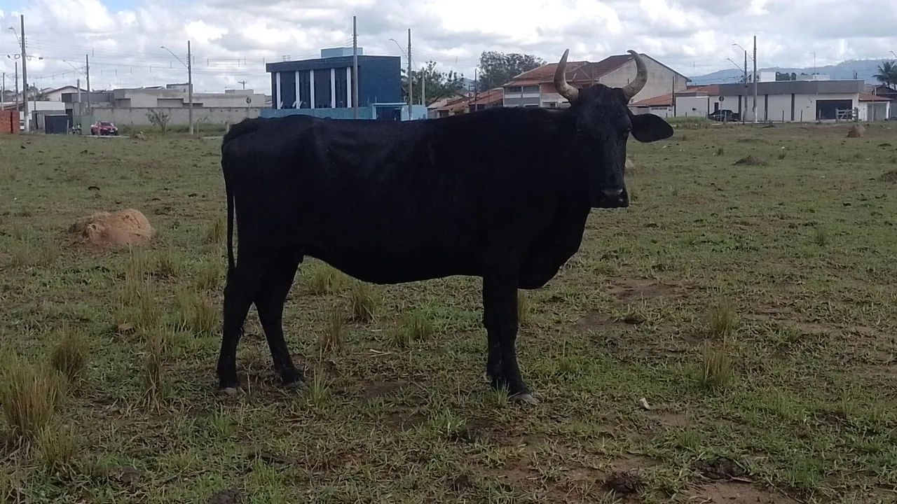 Vaca mojando - Foto 3