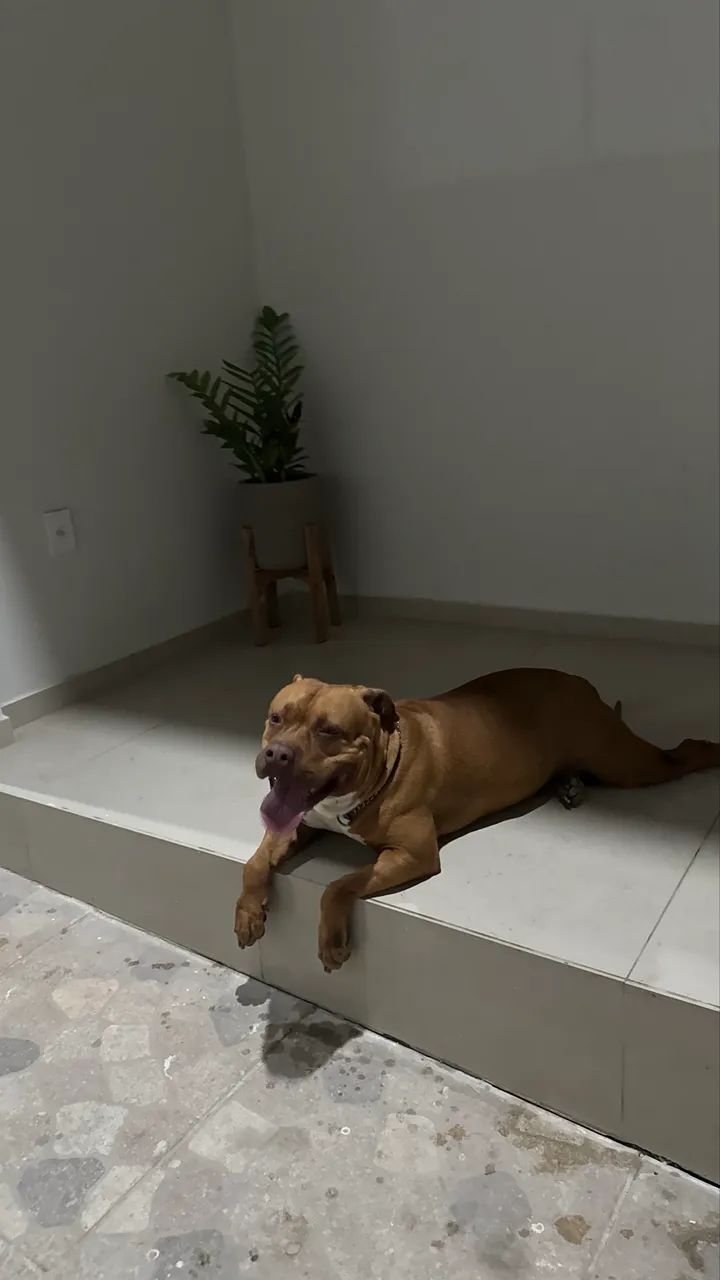 Adoção responsável: Pit Monster Dócil  - Foto 2