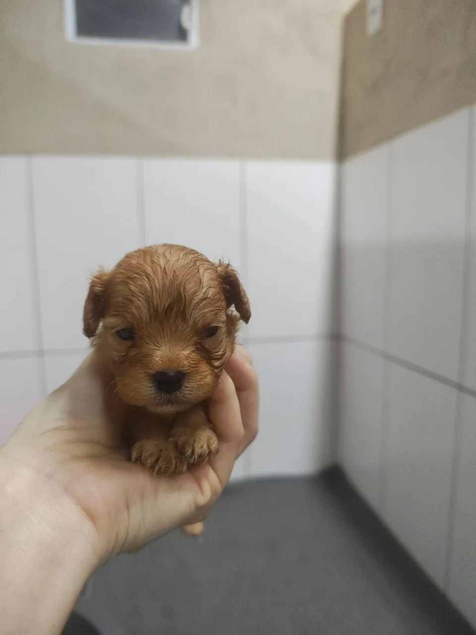 Lindo filhote de Cavapoo macho Fulvo - Foto 4