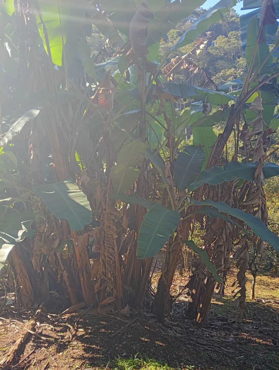 Chácaras e sítios a venda  - Foto 11