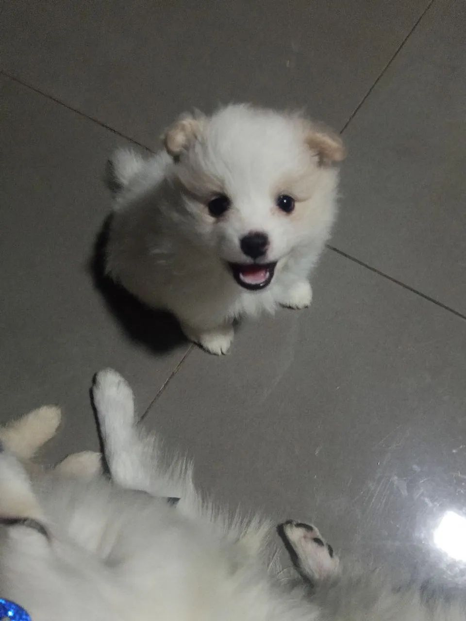 Spitz alemão lindas - Foto 4