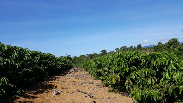 Sítio em Belvedere - Foto 13