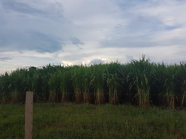 Sítio na br 050 próximo de cuiabá - Foto 12