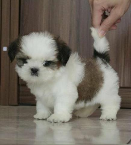 Shih Tzu alegria para seu lar