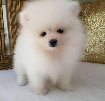 Belos filhotes Spitz alemão ou Lulu da Pomerânia disponível a pronta entrega
